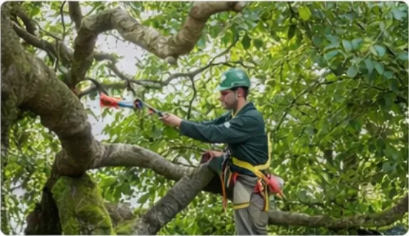 Pruning strategy aligned with ANSI A300 guidance