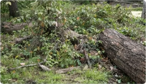 Storm-damaged canopy triage and safety priorities